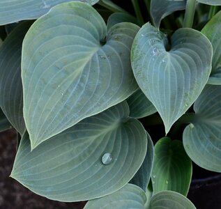 Green leaf leaves photo