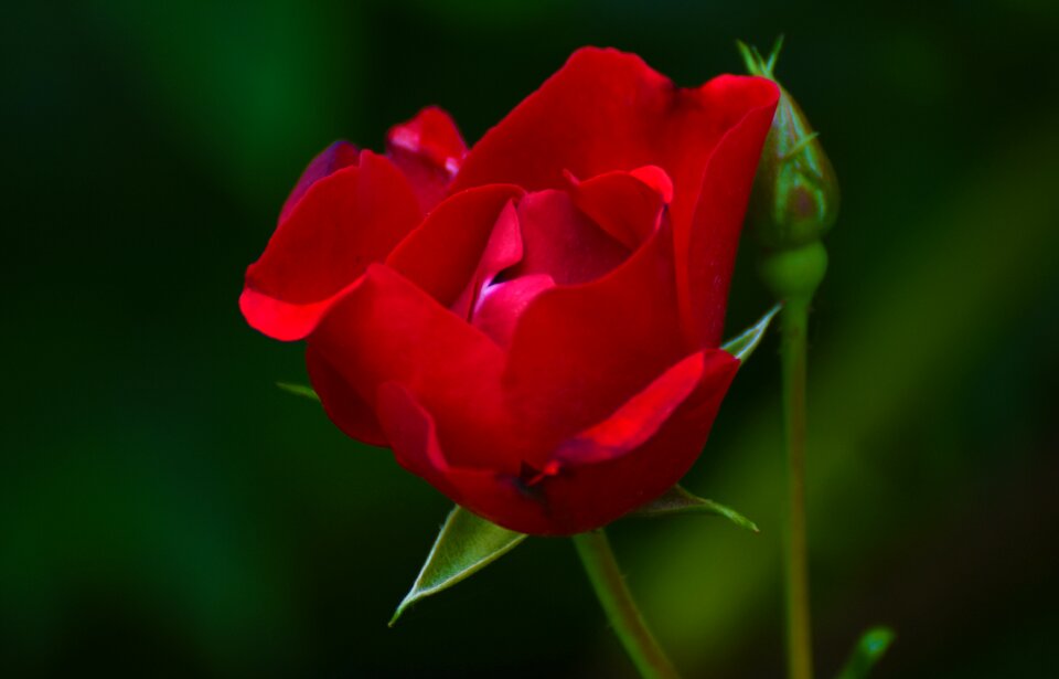 Blossom bloom red rose
