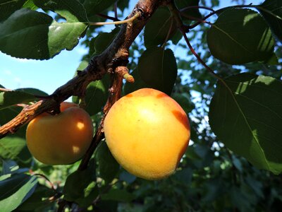 Wachau yellow fruit