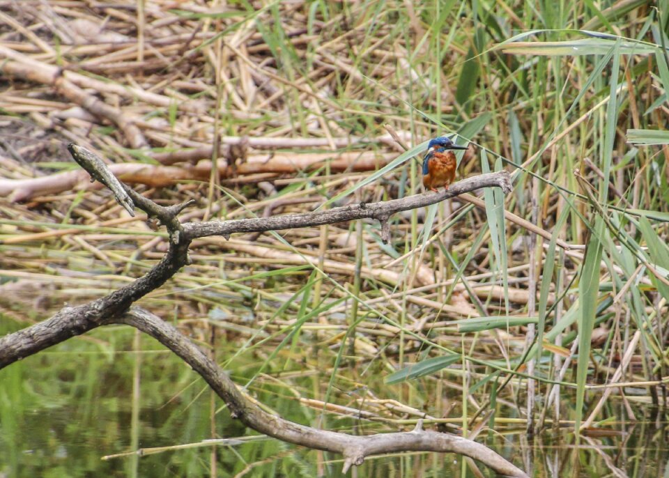 Plumage nature bill