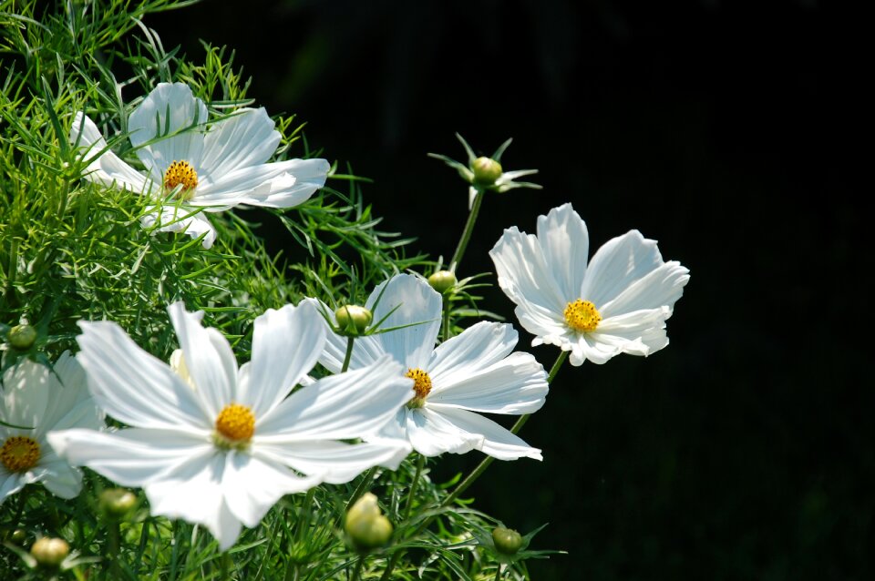 Flower plant bloom