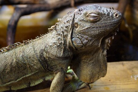 Animal portrait reptile lizard