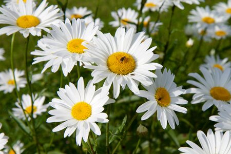 Flower bee nature