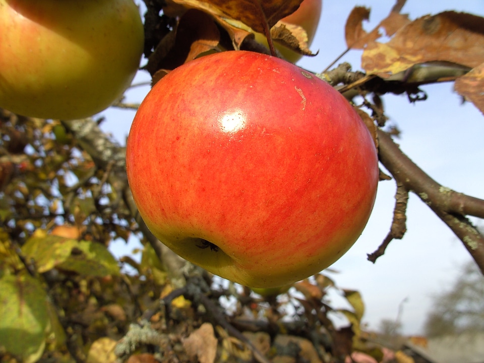 Harvest fruit red