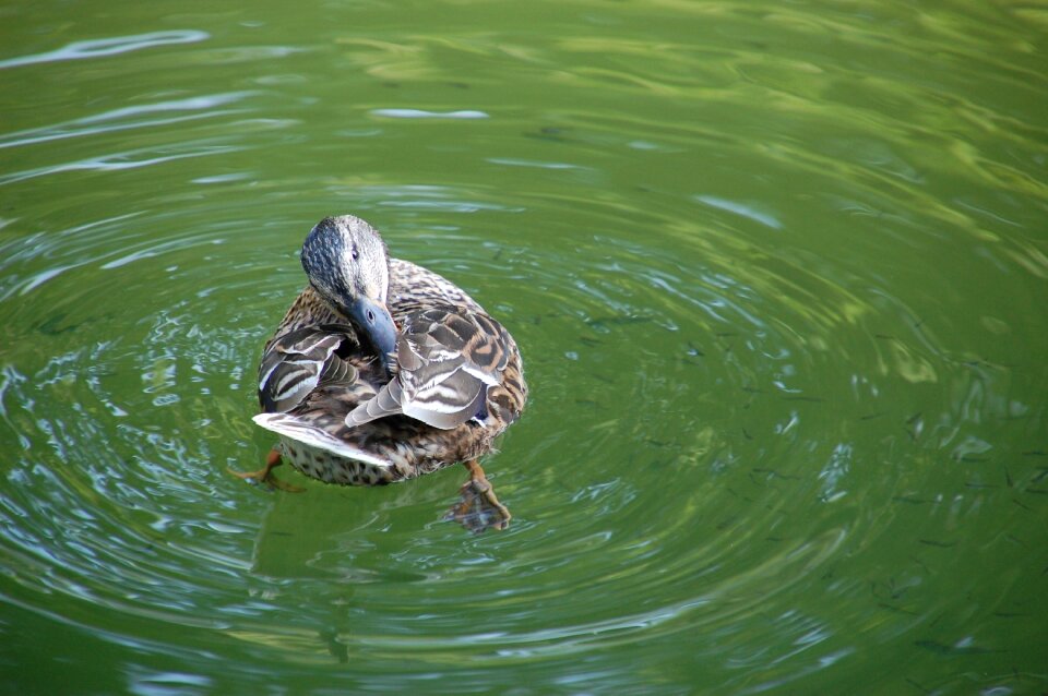 Be cleaned park bird