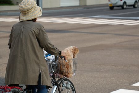 Bike ride dog photo