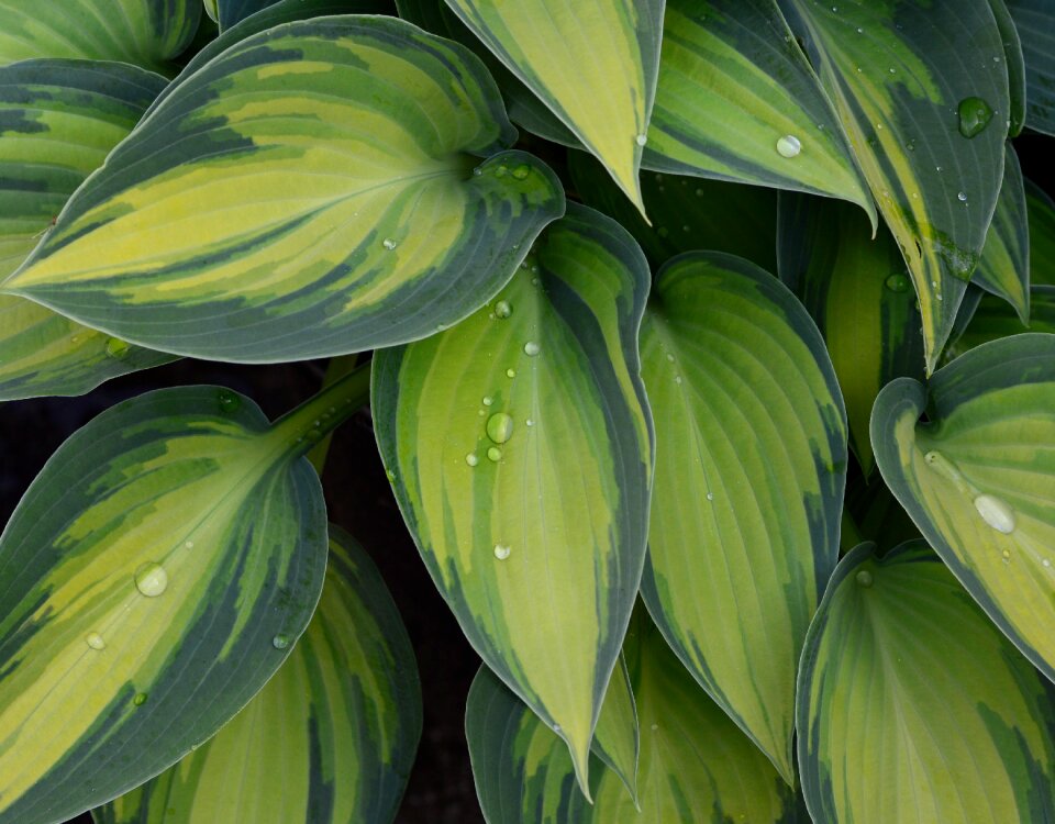 Golden green leaf leaves