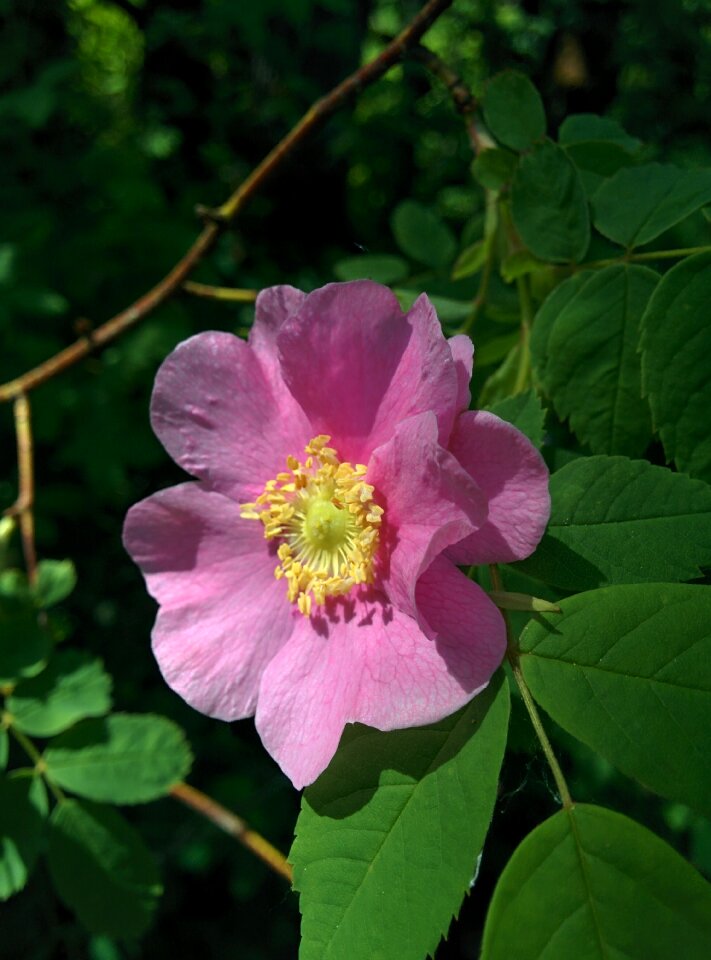 Wildflower botany rosa