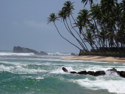 Seaside coconut tropics