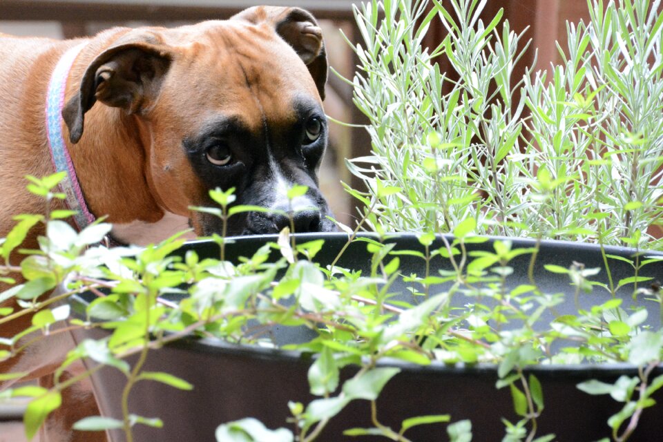Flower animal garden