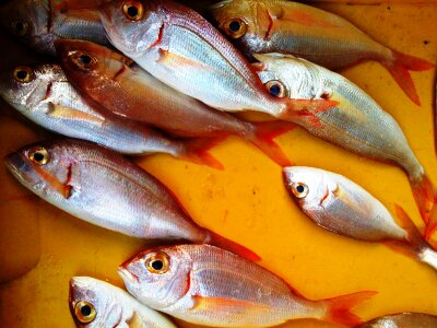 Fish market italy calabria photo