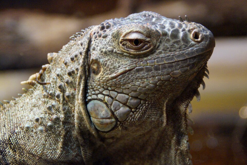 Animal portrait reptile lizard