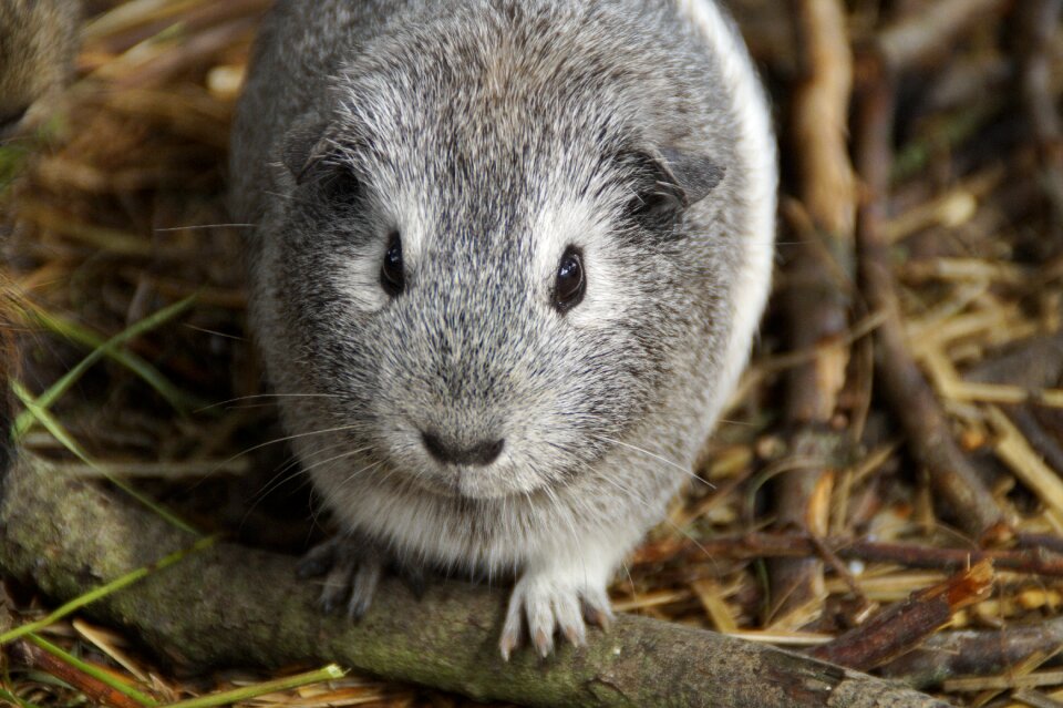 Pet small animal close up