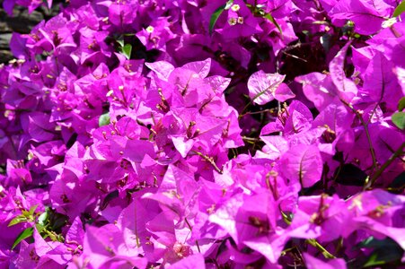 Botanical garden purple violet photo