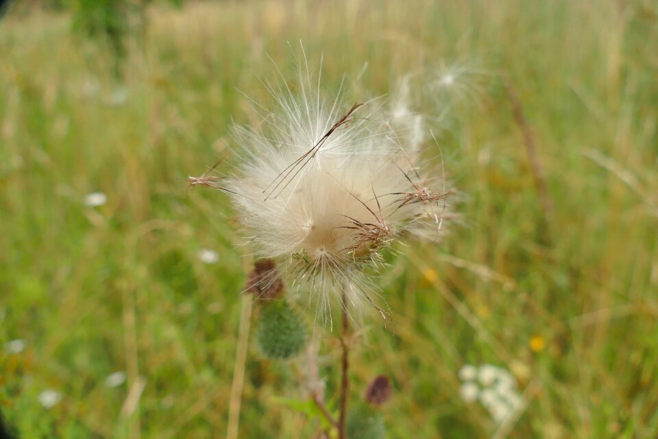 Nature macro flying seeds