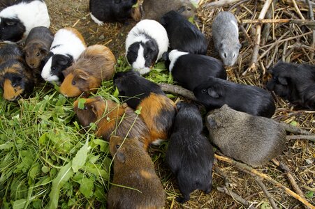 Quantitative guinea pig breeding breeding
