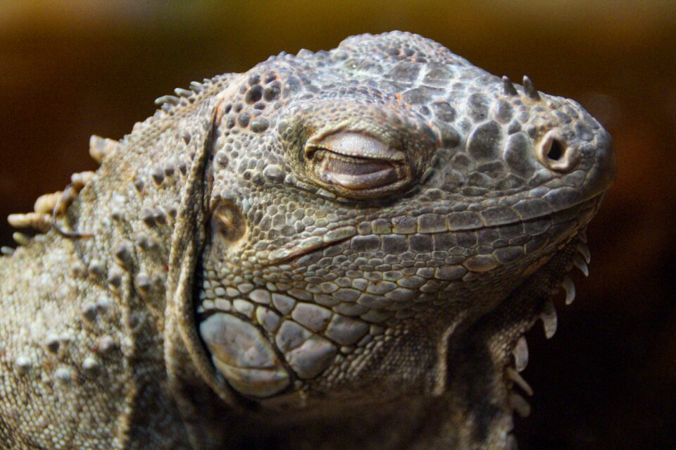 Animal portrait reptile lizard