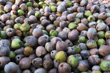 Coconut exotic fruits Free photos