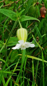 Flower yellow white photo