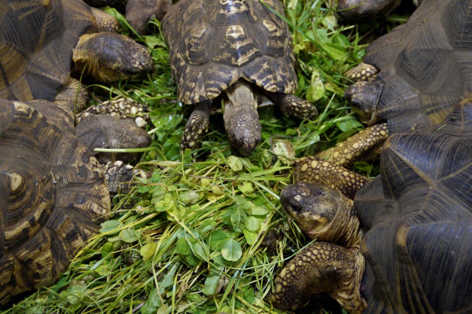 Feeding reptile zoo
