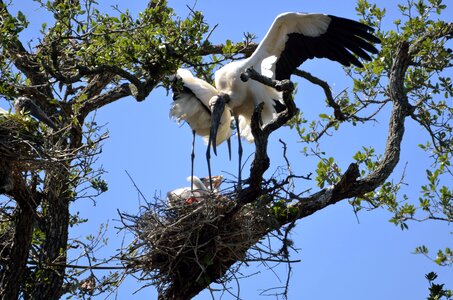 Bird nature nest photo