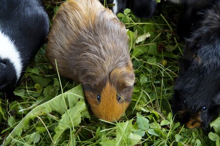 Pet small animal close up