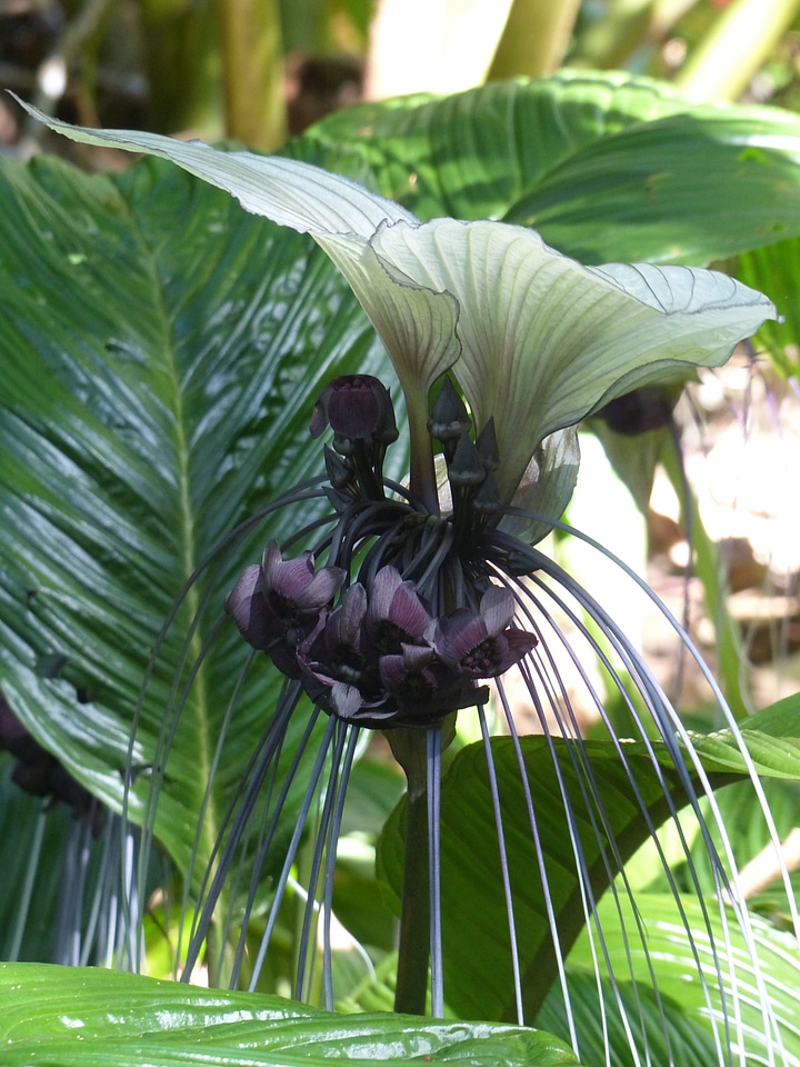 Plant natural blossom