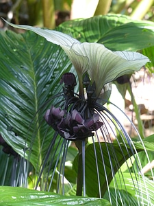 Plant natural blossom