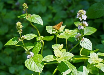 Insect plant mint photo