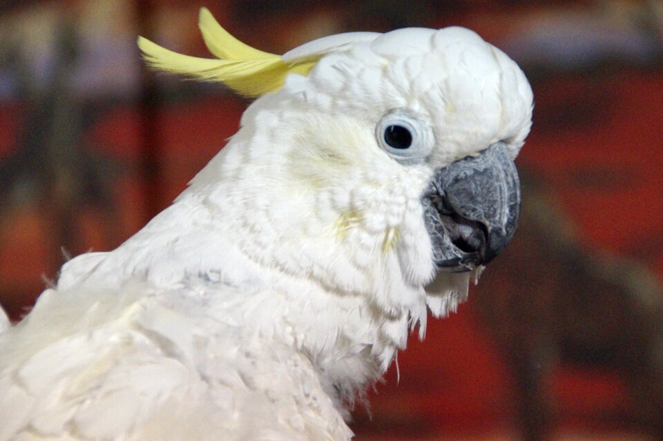 Parrot plumage animal