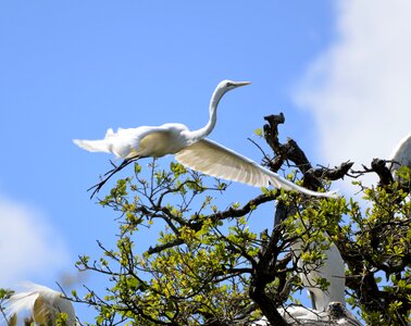 Bird nesting nest photo