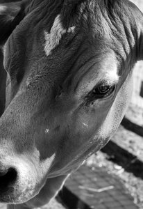 Farming animal dairy photo