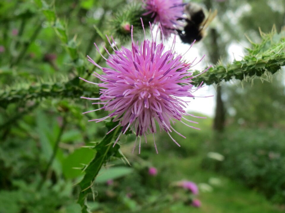 Bloom spines purple
