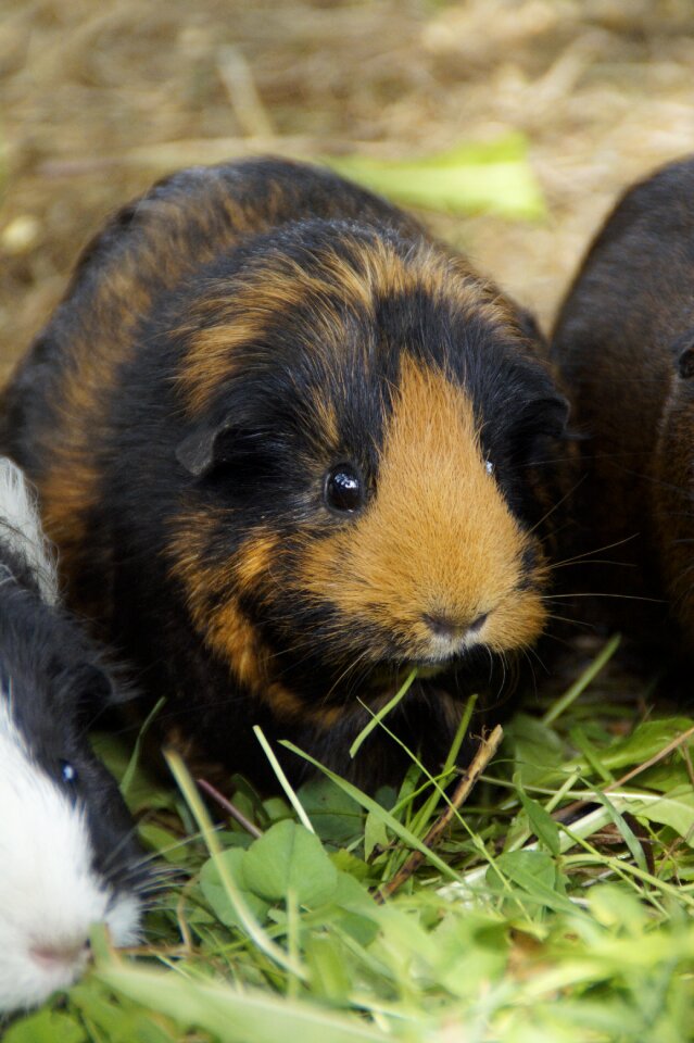 Pet small animal close up
