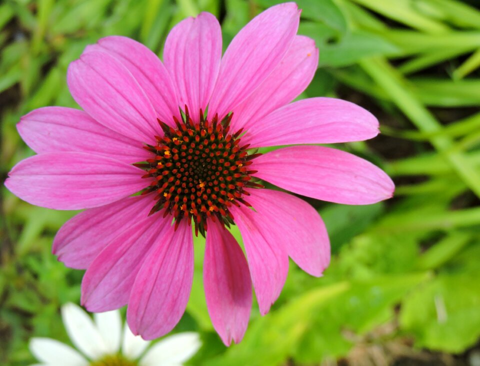 Pink plant close up