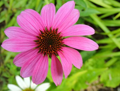Pink plant close up