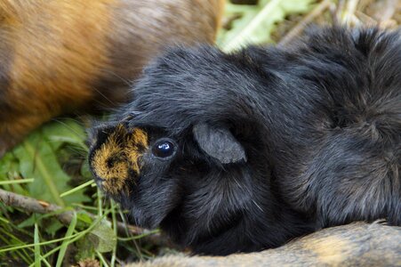 Pet small animal close up