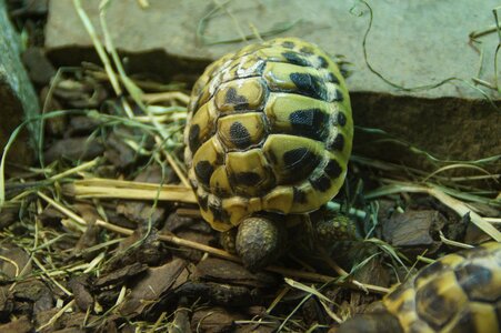 Animal juvenile reptile photo