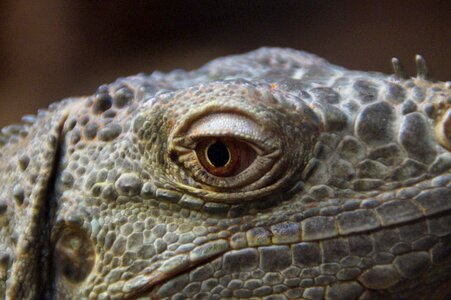 Iguana reptile head photo