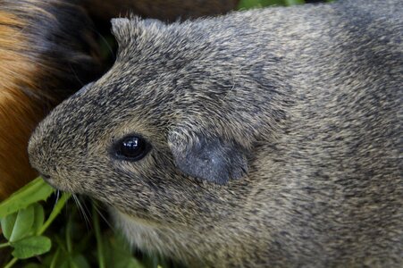 Pet small animal close up