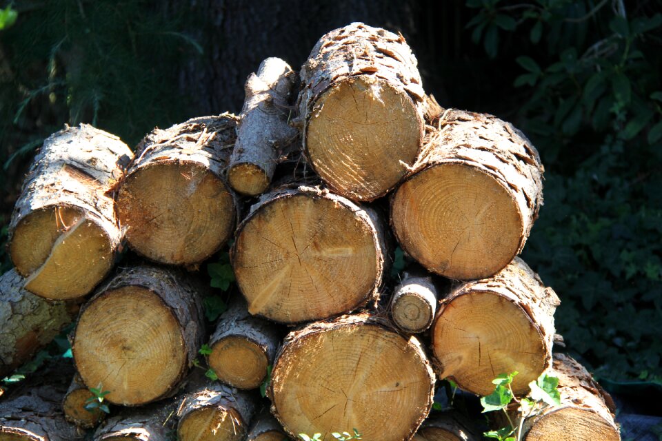 Lumber timber tree