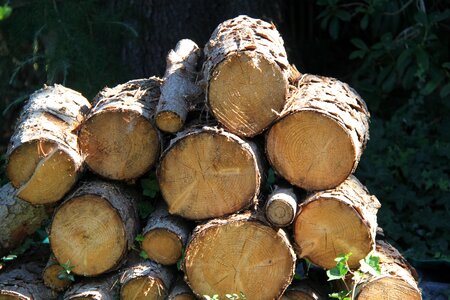 Lumber timber tree photo