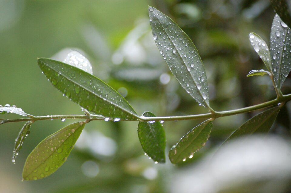 Puglia olive tree oil