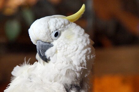 White parrot animal photo