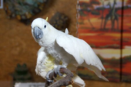 Zoo animal white