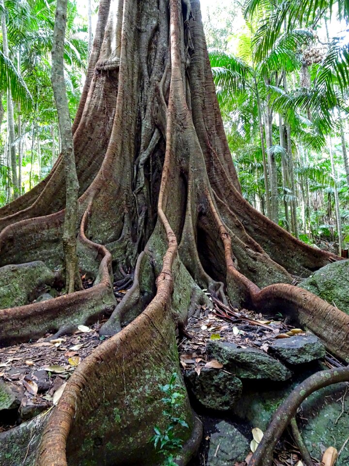 Tree tropical rainforest