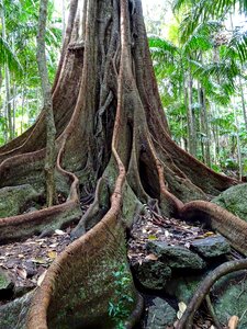 Tree tropical rainforest photo