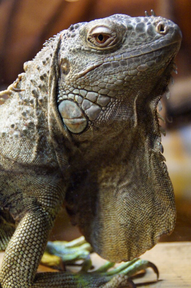 Animal portrait reptile lizard