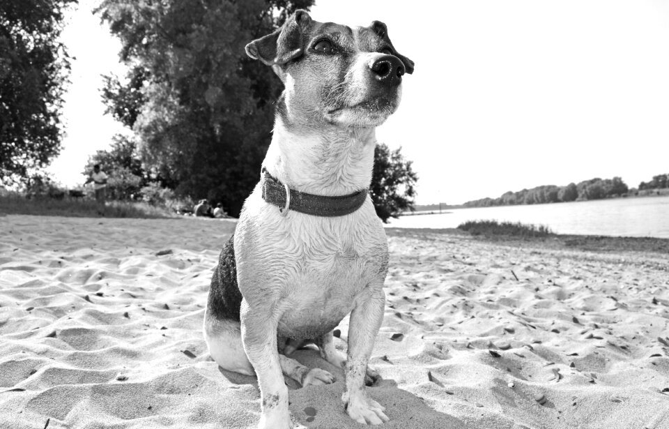 Pet snout dog look