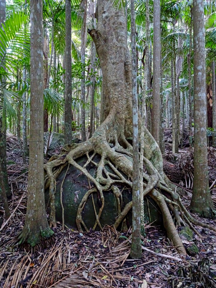 Tree buttress tropical